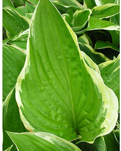 Blumixx Stauden Hosta x fortunei 'Aureo-Marginata' – Goldrand-Funkie, lilablau blühend, winterharte Staude, pflegeleicht, für Schattengarten