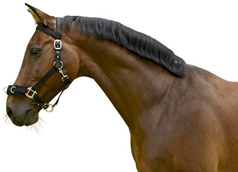 Kerbl Longierhalfter Kunststoff schwarz, WB, Warmblut