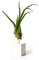 Plantas de escritorio con ordenador para decorar la oficina escritorio estudio fáciles de cuidar Tillandsia caput medusae (Soporte Incluido) (Blanco)