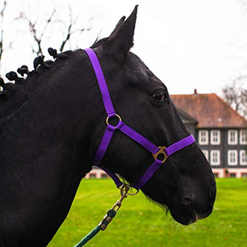 Halfter für Pferd Warmblut, Vollblut, Kaltblut – Stallhalfter, Weidehalfter, 2 Fach verstellbar an Kinnriemen und Genickstück, sicher & reißfest (Lila, Warmblut (Full))