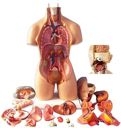 UIGJIOG Human Torso Body Model Parts Removable of Human Organs 4D Anatomical Assembly Model for Teaching Education School (Color : 55Cm)