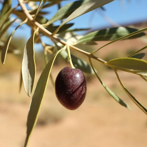 5 pcs olivenbaum samen winterhart, saatgut alte sorten, balkon pflanze olivenbaum kaufen (Olea europaea) bio saatgut, hochbeet samen säulenobstbäume, saatgut winterharte pflanzen für