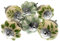 Mango Tree - Boutons de placard peints à la main en eau de Nil vert et crème cœurs et feuilles – Lot de 6