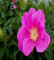 100 Stück frische rosa Rugosa-Rosenblütensamen