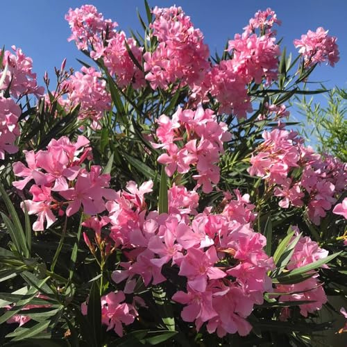 oleander, gartenpflanzen für draußen exotische sommerblumen garten seltene balkonpflanzen blühende winterhart 15pcs