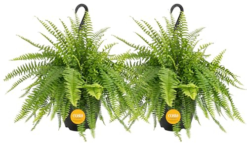 Costa Farms Live Boston Fern Plants (2-Pack), Large 16-Inch Tall Hanging Houseplants in Baskets, Air Purifying Indoor Plant for Home Decor & Shaded Outdoor Patio, Porch, or Garden, Housewarming Gift