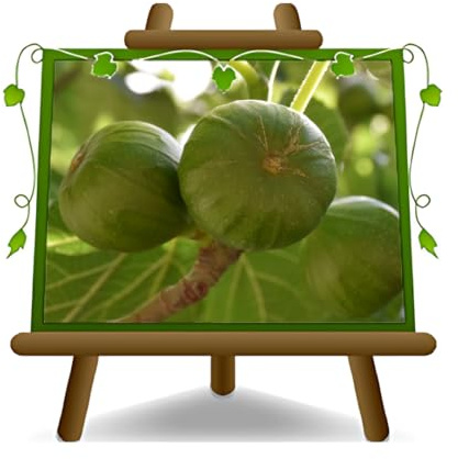 EURO PLANTS VIVAI Feigenbaum Gentile – Obstpflanze Alte Sorte Topf Ø 26 cm, Max. Wuchshöhe 180 cm – Alter: 4 Jahre - Italienische Baumschule