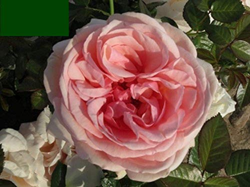 Edelrose 'Aphrodite'®, lachsrosa farbende Edelrose, wurzelnackt, winterhart, robust, mehrjährig, Qualität aus Müllers Baumschule, inkl. Pflanz- und Pflegeanleitung