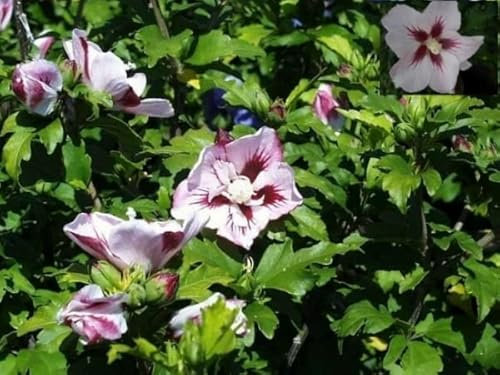 Garten Eibisch Hamabo - Hibiscus syriacus Hamabo 40-60cm