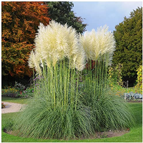 Cortaderia selloana 'Pumila'/ Pampas Grass Plant in 9cm Pot, Silky Creamy-White Plumes 3fatpigs®