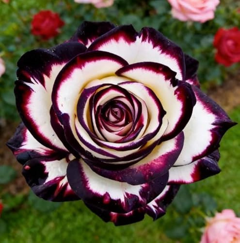 Rosa perenne rara – Tallo de rosa – Rizoma – Arbusto perenne – Resistente y fácil de cultivar – Hermosa decoración para el jardín-1 root-F