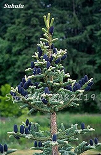 Abies Samen, koreanische Tanne, Nordmannstanne (Weihnachtsbaum, Conifer) Samen Baum. Haus-Garten Bonsaipflanzen und Blumen-Samen 100 PC-9