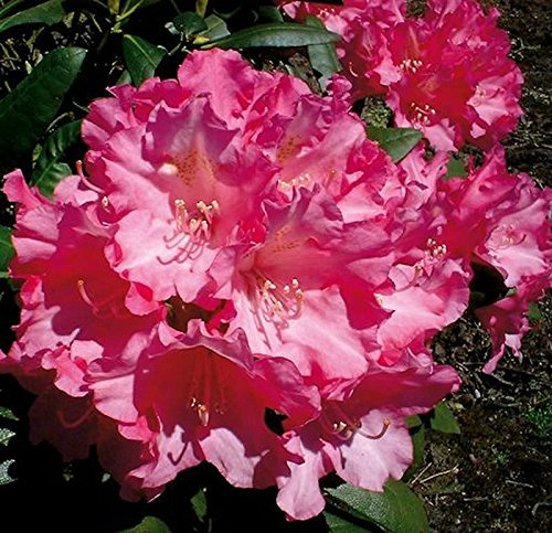 Hochstamm Rhododendron Kalinka 40-60cm - Alpenrose - lebende Gartenpflanze aus den Baumschulen