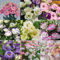 1000 Lisianthus Samen für die Bepflanzung, gemischte Farbe Eustoma Blumensamen, Dornenlose Rose Samen, Non-GMO Eustoma Grandiflorum Staude Garten Indoor-Blüten