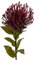 Knüllermarkt 32963 Kunst Blume Chrysantheme Nadelkissen Bordeaux Kunstblume Herbstdeko Herbst Deko Dekoration herbstlich Bloggerstyle modern Blogger