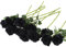 Hywean Homd 12 pièces Fausses Rose, Noires Soie Longue Tige Faux Bouque Naturelles et Inodores, Roses Fleurs Artificielles pour Salon Jardin Mariage Décoration de Fête.
