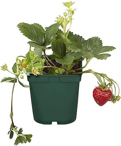 Planta de Fresas Natural Cultiva tu Propio Tesoro Frutal
