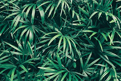 Muralo Tapete Selbstklebend Blätter, Natur, Pflanzen, Flora - 450x300 cm