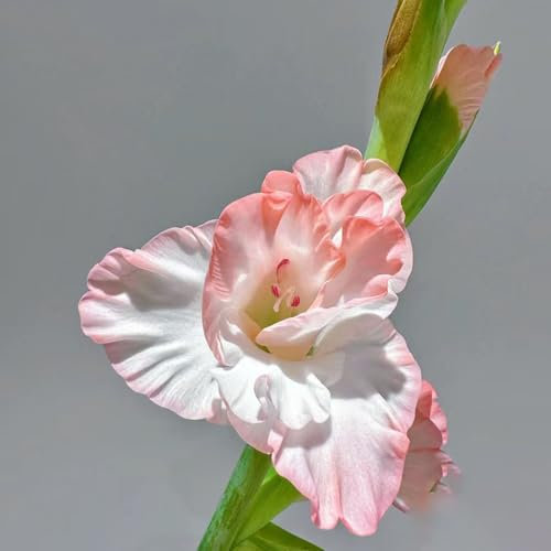 20 piezas bulbos de gladiolo resistentes, tubérculos de gladiolo, Las plantas de jardín son plantas perennes resistentes, las plantas que cubren el suelo son plantas perennes resistentes