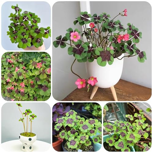 semi di trifoglio fortunato pianta in vaso piante d'appartamento semi di prato fiorito fiori perenni resistenti fiori piante verdi prato erbe aromatiche trifoglio fortunato perenne 1000pcs