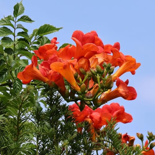 Bignonia rossa Campsis radicans Stromboli pianta in vaso ø18 cm h. 150/200 cm