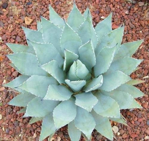 5 Samen von Agave Parryi Hardy Agave