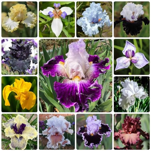 10 Bulbos De Iris, Perennes Resistentes, Bulbos De Iris, Plantas Perennes De Prado En Flor, Plantas De Iris De Jardín De Regalo - Iris Tectorum - Flores Decorativas, Plantas En Macetas, Flor