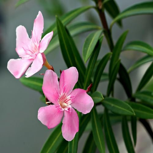 Nouvelles graines de fleurs de laurier-rose fraîches 100 pièces