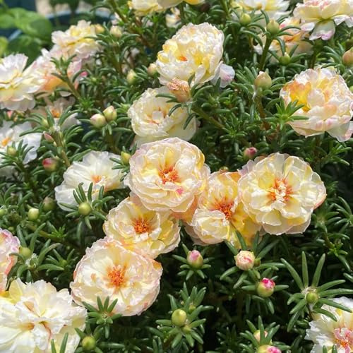 Mixrug Double Moss Rose Seeds for Planting, 10000pcs Rare Portulaca Grandiflora Rose Flower Seeds, Heirloom Non-GMO Ground Cover Home Garden Flowers for Outdoors