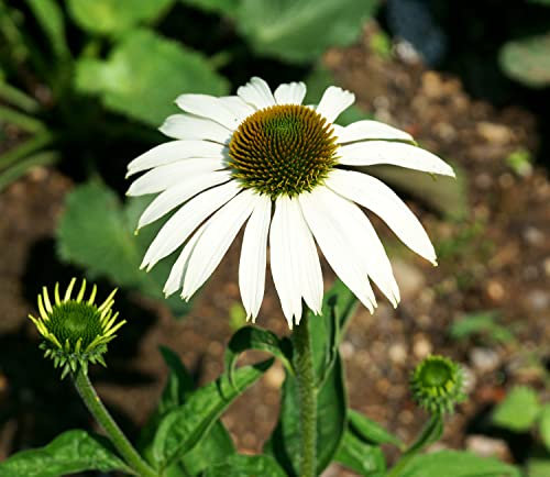 Weißer Sonnenhut Primadonna Weiß - Echinacea Purpurea - Mehrjährig - 10 Samen