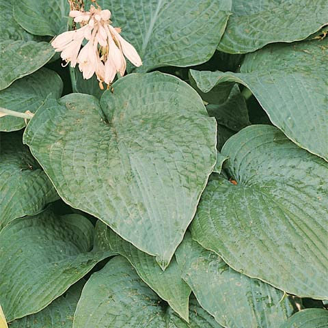 YouGarden Hosta 'Blue Angel', Established Plant in 9cm Pot, Ready to Plant and Grow, Summer Flowering Plantain Lily