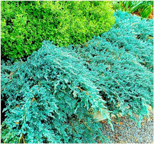 GrowOn Shrubs [2 Litre] Dwarf Conifer Juniperus Squamata 'Blue Carpet' | Evergreen Shrub | Outdoor Garden Ready Plant