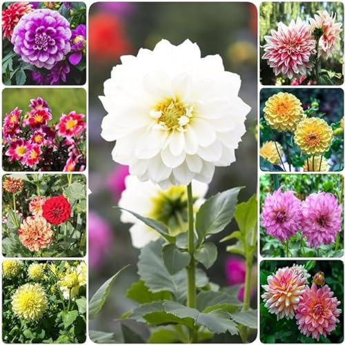 Dahlien zwiebeln,winterhart mehrjährig,dahlienknollen kaufen,dahlie zwiebeln,dahlia bulbs,dahlien knollen winterhart MehrjäHrig,Dahlien Knollen,dahlien knollen winterhart groß.-5zwiebeln-A
