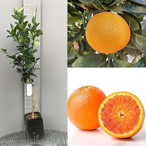 SAVINI VIVAI Pianta di Arancio Albero di Agrumi Arancio Tarocco Gallo in Fitocella Altezza 100-120 cm di 1 Anno di innesto Made Italy