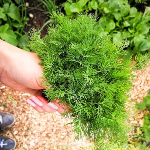 200 pcs dill samen, samen anzucht,pflanzen samen kräutergarten,pflanzen garten bodendecker winterhart,pflanzen winterhart draußen exotische pflanzen,einfach zu Pflanzen bonsai topf,gartendeko