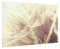Bilderwelten Spritzschutz Glas - Pusteblumen mit Vintage Blur Effekt - Quer 2:3, 40cm x 60cm