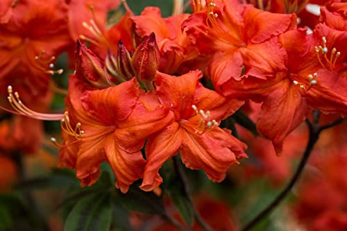 Rhododendron luteum 'Balzac' 40-50 cm - Gelber Rhododendron, gelbe Blüten, Blütezeit Mai-Juni, ideal für Rabatten, bienenfreundlich, winterhart