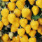 Gelbe Himbeere Golden Queen 1L Garten Pflanze mit Schönen Blüten - Die Perfekte Dekoration für Ihr Grundstück - Für Anfänger und Professionelle Gärtner - Leckeres und Gesundes Obst