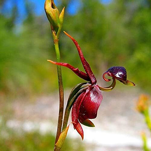 200 Stück Caleana major fliegende Ente Orchidee samen - Seltene Pflanzen serie - luftreinigende zimmerpflanzen bodendecker samen winterhart plants flower blumen bloom