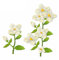 XMZZMX Gardenia Metall-Stanzformen für Kartenherstellung, Papierpräge-Stanzschablonen-Set, Vorlagen, Aufbewahrungstaschen, Zubehör, Fotorahmen, Album, DIY, Scrapbooking, Schablonen-Sets