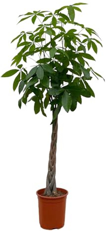 Trendyplants Pachira Aquatica - Árbol de dinero - Planta de interior - altura 160-180 cm - Tamaño de maceta Ø 27 cm