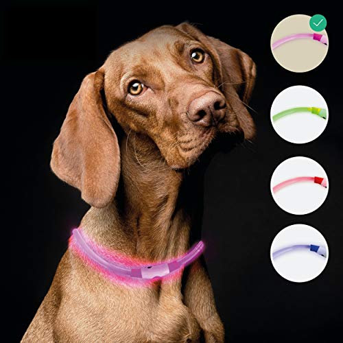 riijk LED Leuchthalsband Hund extra stark Leuchtend | Super lang haltbar durch Lichtleiter-Technologie | regenfest | Leuchthalsband Hund Langhaar und Kurzhaar | USB wiederaufladbar