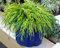 Chamaecyparis pisifera filifera nana - Grüne Fadenzypresse - immergrüne winterharte Konifere 19 cm Topf