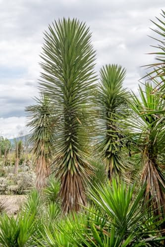 RP Seeds Yucca filifera (St Peter's Palm) - 6 Seeds