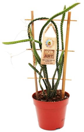 Exotenherz - Selenicereus grandiflorus - Regina della notte in vaso da 12 cm
