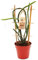 Exotenherz - Selenicereus grandiflorus - Königin der Nacht im 12cm Topf