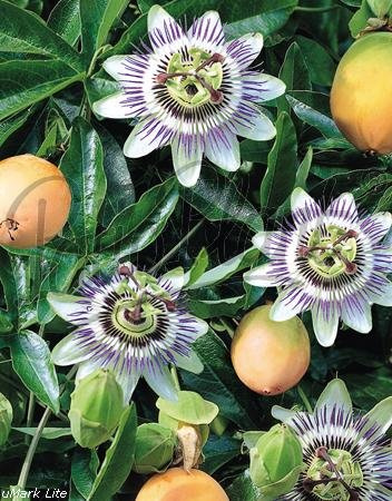 Obst (Passiflora edulis) Passionsblume