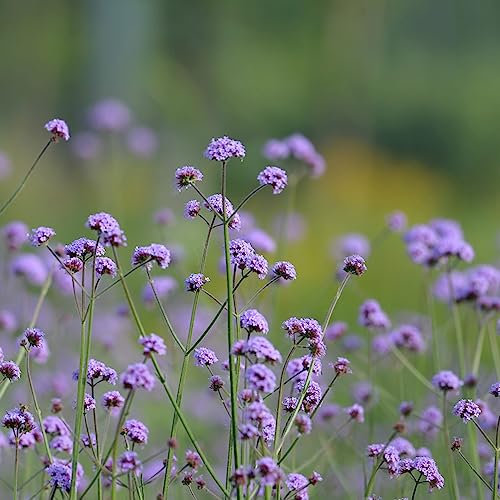 300 Stücke verbene samen bodendecker, eisenkraut pflanzen, eisenkraut pflanze winterhart im topf (Verbena officinalis) kräutergarten balkon, bio samen kräutersamen, balkonpflanzen