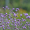 300 Stücke verbene samen bodendecker, eisenkraut pflanzen, eisenkraut pflanze winterhart im topf (Verbena officinalis) kräutergarten balkon, bio samen kräutersamen, balkonpflanzen