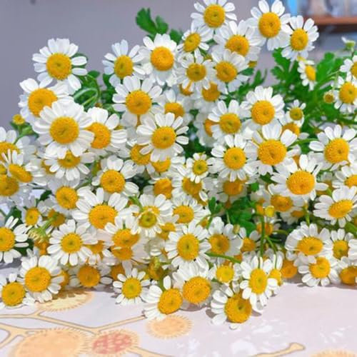 200 pz veri semi di camomilla perenni, piante in vaso per esterno, giardino fiorito, semi di camomilla (Matricaria chamomilla) semi di fiori recisi, piante in vaso estremamente resistenti
